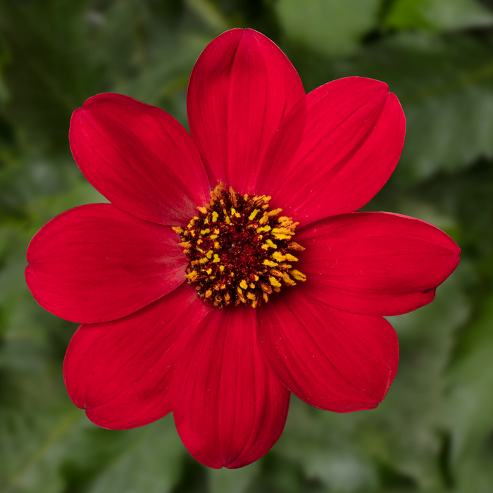 Buy Dahlia 'Dahlegria Red' online UK