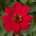 Buy Dahlia 'Dahlegria Red' online UK