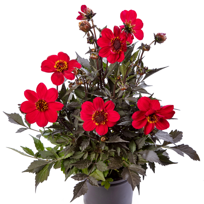 Buy Dahlia 'Dahlegria Red' online UK