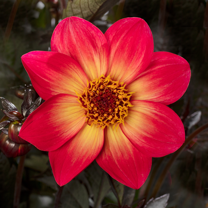 Buy Dahlia 'Dahlegria Sunrise' online UK