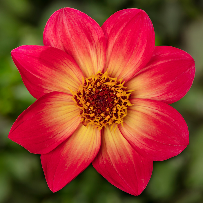 Buy Dahlia 'Dahlegria Sunrise' online UK