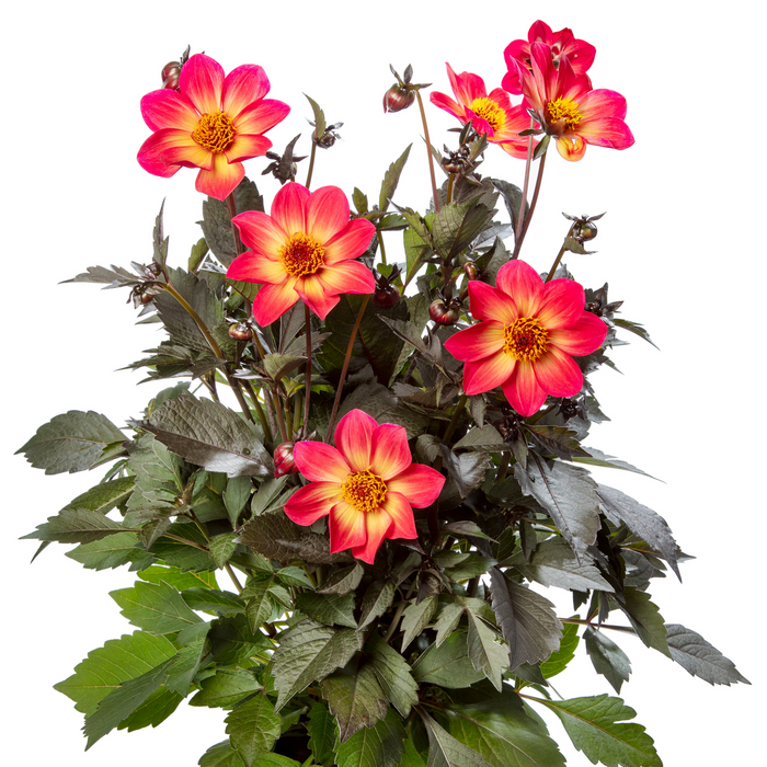 Buy Dahlia 'Dahlegria Sunrise' online UK