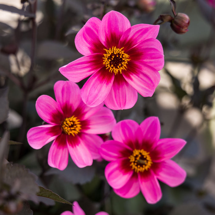 Buy Dahlia 'Dahlegria Tricolor' online UK