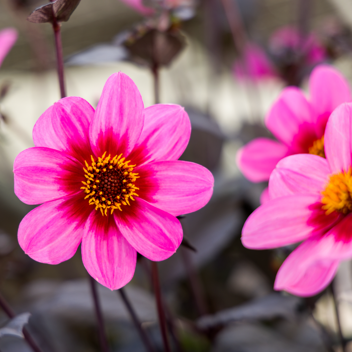 Buy Dahlia 'Dahlegria Tricolor' online UK