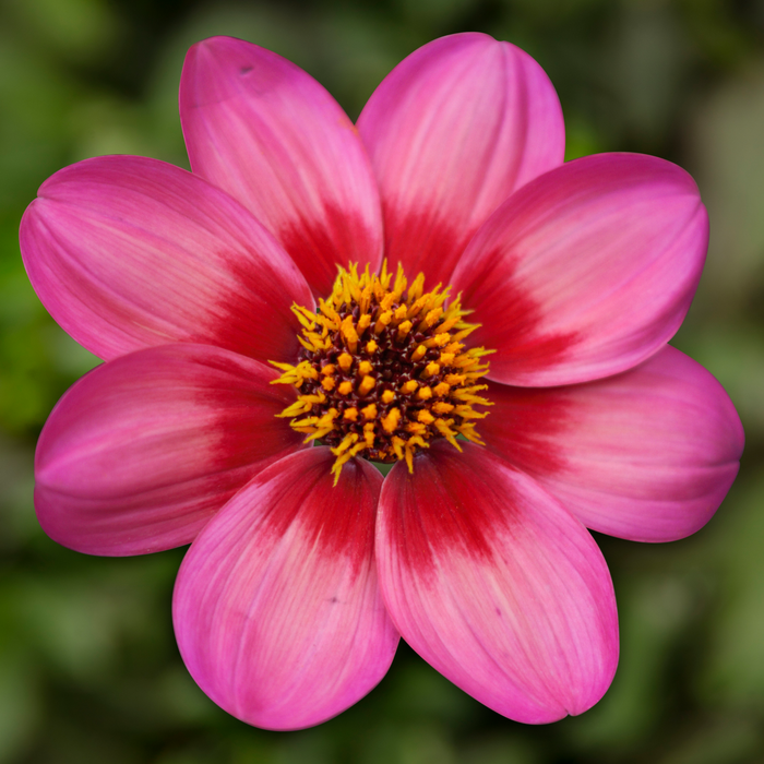 Buy Dahlia 'Dahlegria Tricolor' online UK