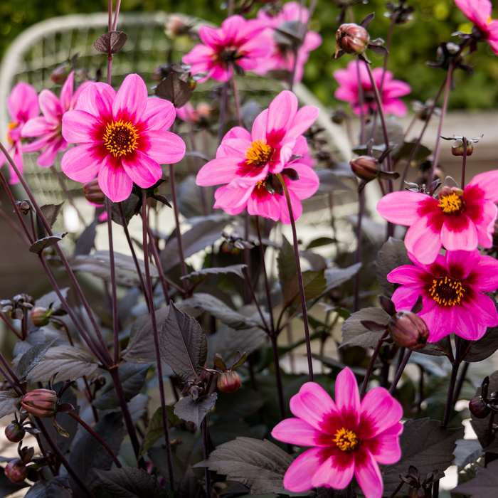 Buy Dahlia 'Dahlegria Tricolor' online UK