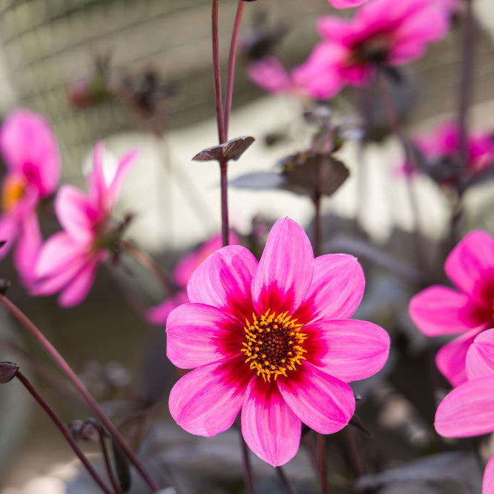 Buy Dahlia 'Dahlegria Tricolor' online UK