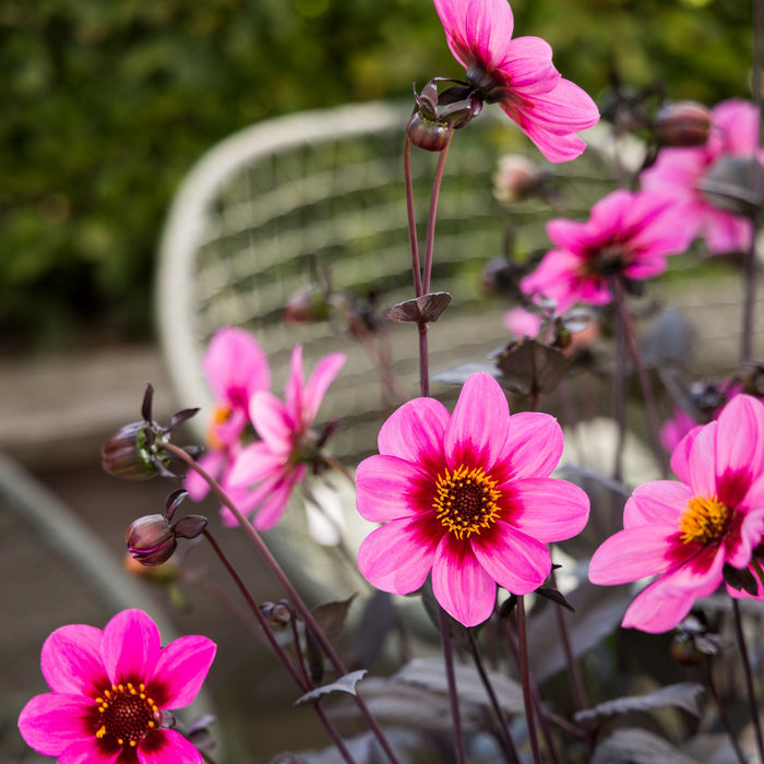 Buy Dahlia 'Dahlegria Tricolor' online UK