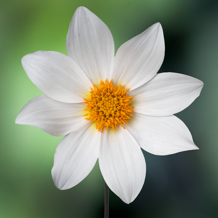 Buy Dahlia 'Dahlegria White' online UK