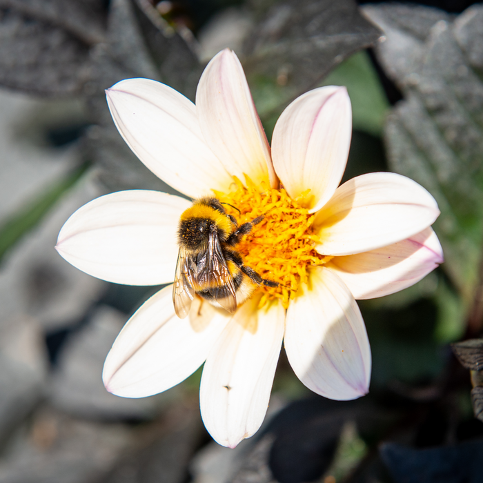 Buy Dahlia 'Dahlegria White' online UK