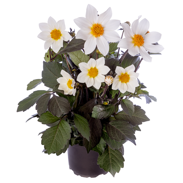 Buy Dahlia 'Dahlegria White' online UK