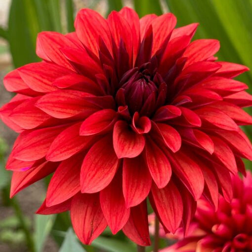 Buy Dahlia 'Danique' Tubers online UK