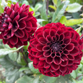 Buy Dahlia 'Dark Red Wave' Tubers online UK