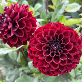 Buy Dahlia 'Dark Red Wave' Tubers online UK