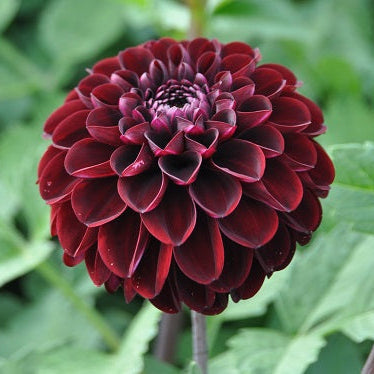 Buy Dahlia 'Dark Spirit' Tubers online UK