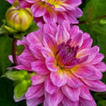 Buy Dahlia 'Dutch Silence' Tubers online UK