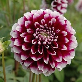 Buy Dahlia 'Edinburgh' Tubers online UK