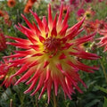 Buy Dahlia 'Electric Flash' Tubers online UK