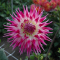 Buy Dahlia 'Electric Light' Tubers online UK