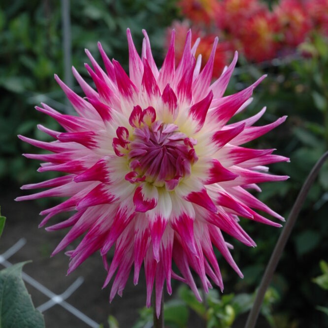 Buy Dahlia 'Electric Light' Tubers online UK