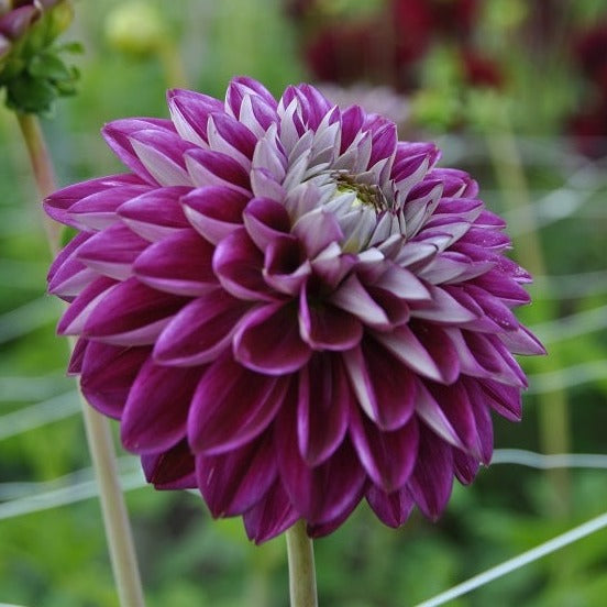 Buy Dahlia 'Embassy' Tubers online UK
