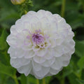 Buy Dahlia 'Eveline' Tubers online UK