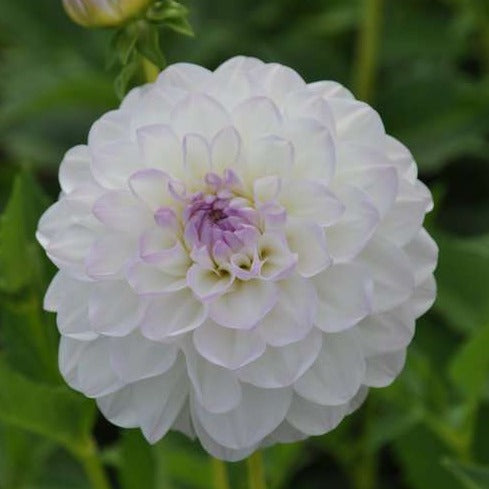 Buy Dahlia 'Eveline' Tubers online UK
