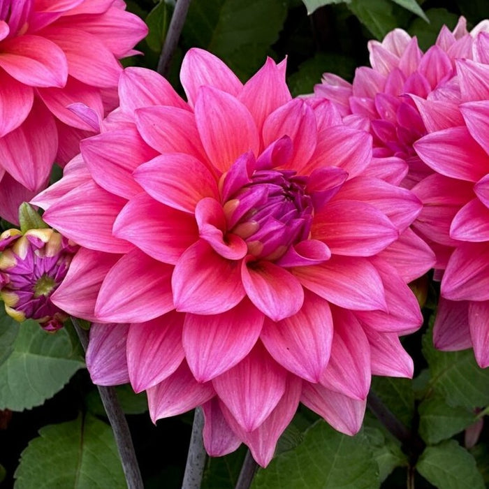 Buy Dahlia 'Feline Yvonne' Tubers online UK