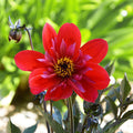 Buy Dahlia 'Flares Catch' (Mystic Series) online UK