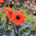 Buy Dahlia 'Flares Time' (Mystic Series) online UK