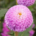 Buy Dahlia 'Franz Kafka' Tubers online UK