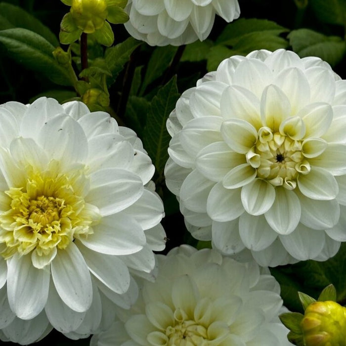 Buy Dahlia 'Free Thought' Tubers online UK