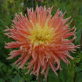 Buy Dahlia 'Fringed Star' Tubers online UK
