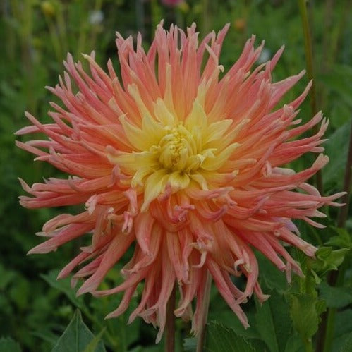 Buy Dahlia 'Fringed Star' Tubers online UK