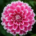 Buy Dahlia 'Fuzzy Wuzzy' Tubers online UK