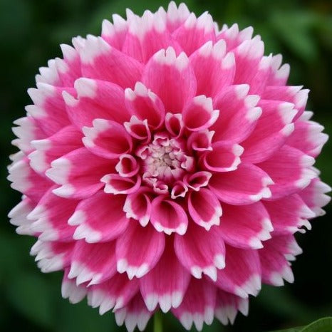 Buy Dahlia 'Fuzzy Wuzzy' Tubers online UK