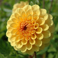 Buy Dahlia 'Golden Sceptre' Tubers online UK