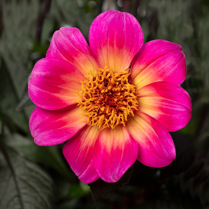 Buy Dahlia 'Happy Days Halo' online UK