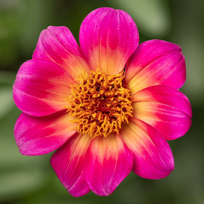 Buy Dahlia 'Happy Days Halo' online UK