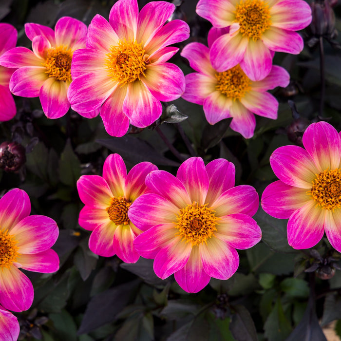 Buy Dahlia 'Happy Days Halo' online UK