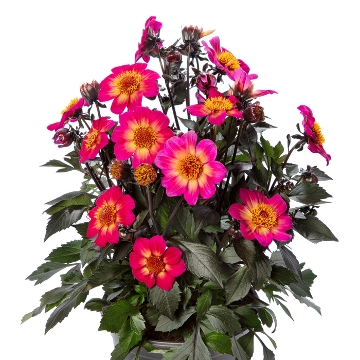 Buy Dahlia 'Happy Days Halo' online UK