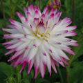 Buy Dahlia 'Hayley Jane' Tubers online UK