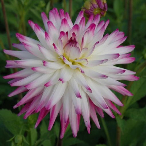 Buy Dahlia 'Hayley Jane' Tubers online UK