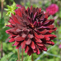Buy Dahlia 'Hollyhill Dark Beauty' Tubers online UK