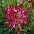 Buy Dahlia 'Hollyhill Spiderwoman' Tubers online UK