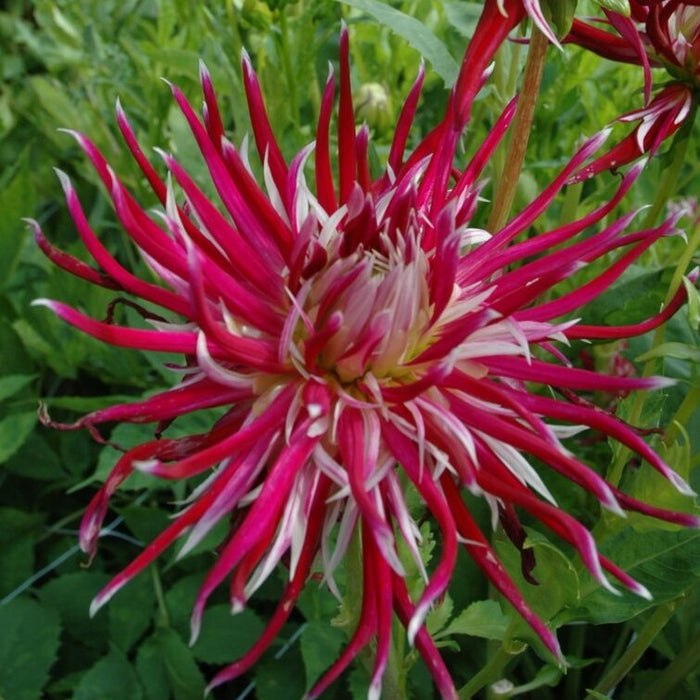 Buy Dahlia 'Hollyhill Spiderwoman' Tubers online UK
