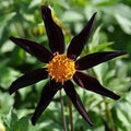 Buy Dahlia 'Honka Black' Tubers online UK
