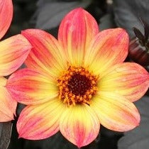 Buy Dahlia 'H.S Flame' Tubers online UK
