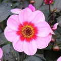Buy Dahlia 'H.S Wink' Tubers online UK