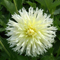 Buy Dahlia 'Ice Crystal' Tubers online UK